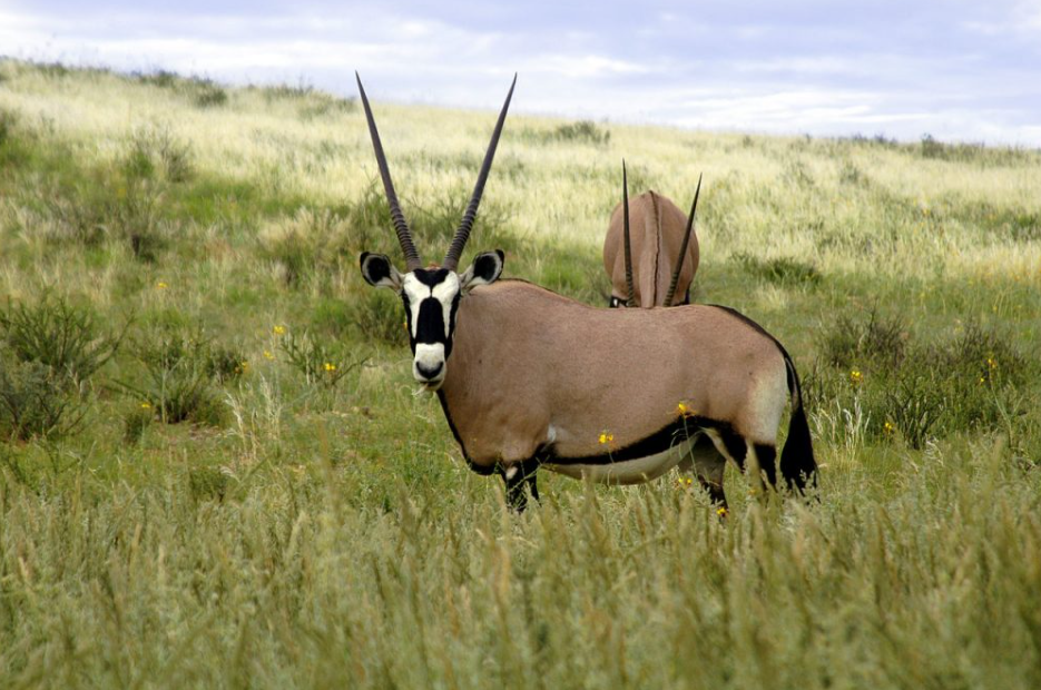 Gemsbok National Park (Kgalagadi), Southwest Botswana, Botswana